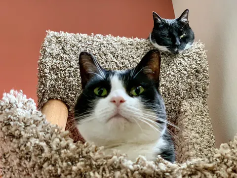 Texy and Sombrita peeking out from their cat tree