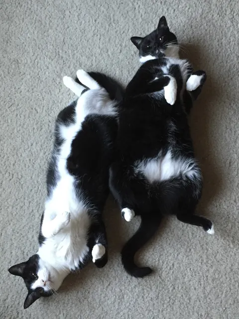 Texy and Sombrita lying belly-up together on the carpet