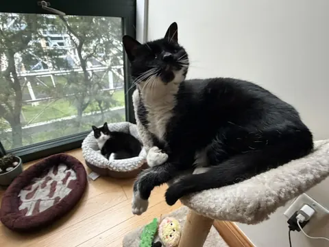 One cat relaxing on a window perch while the other rests in a bed nearby