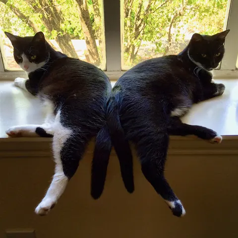 Texy and Sombrita sharing a sunny windowsill